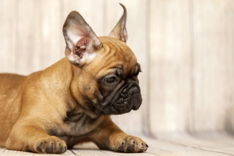 The Bulldog and Weiner Dog Mix Puppy