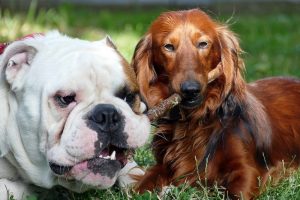 Bulldog Dachshund Mix