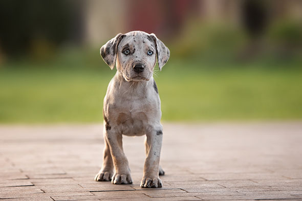 The Catahoula Leopard Dog