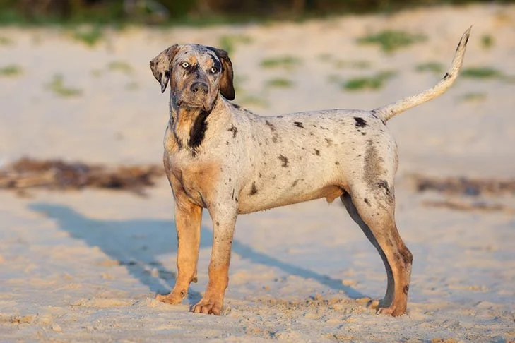 The Catahoula Weiner Dog Mix Is Walking