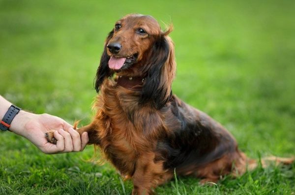 Catahoula Dachshund Mix Personality Traits