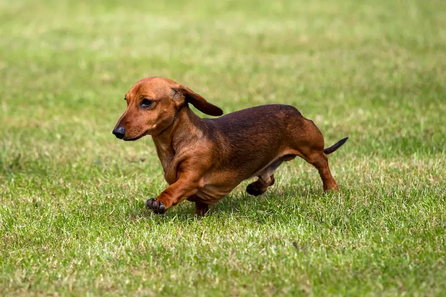 The Dachshund Dog