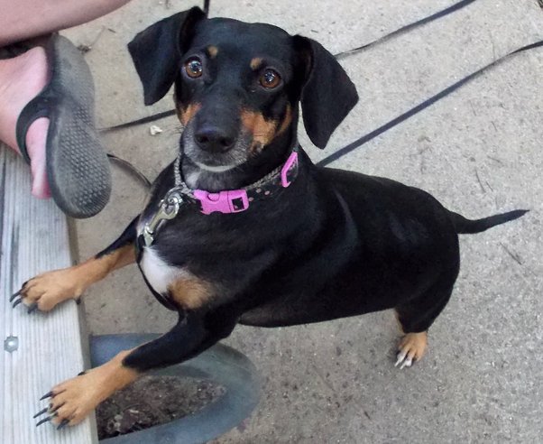 The Funny Catahoula Dachshund Mix