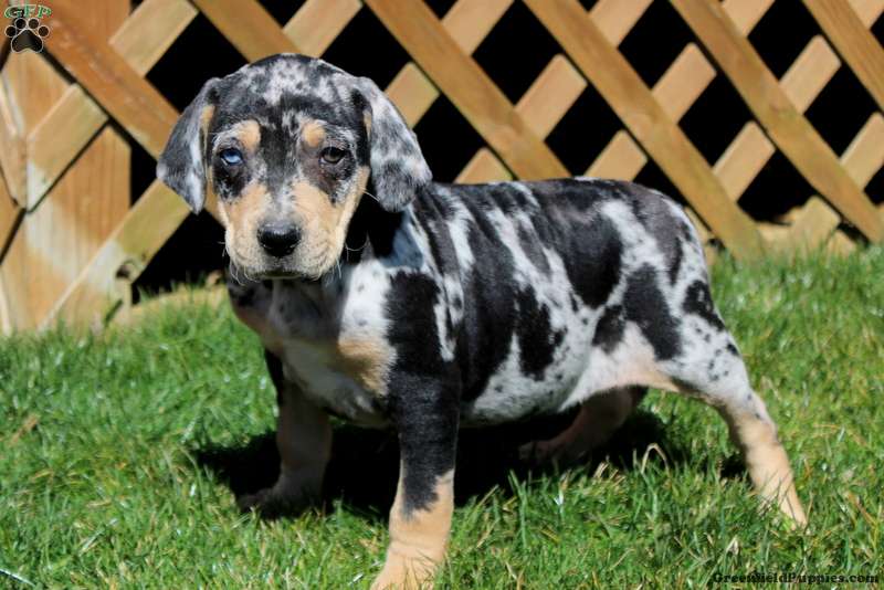 Catahoula Dachshund Mix Health Problems