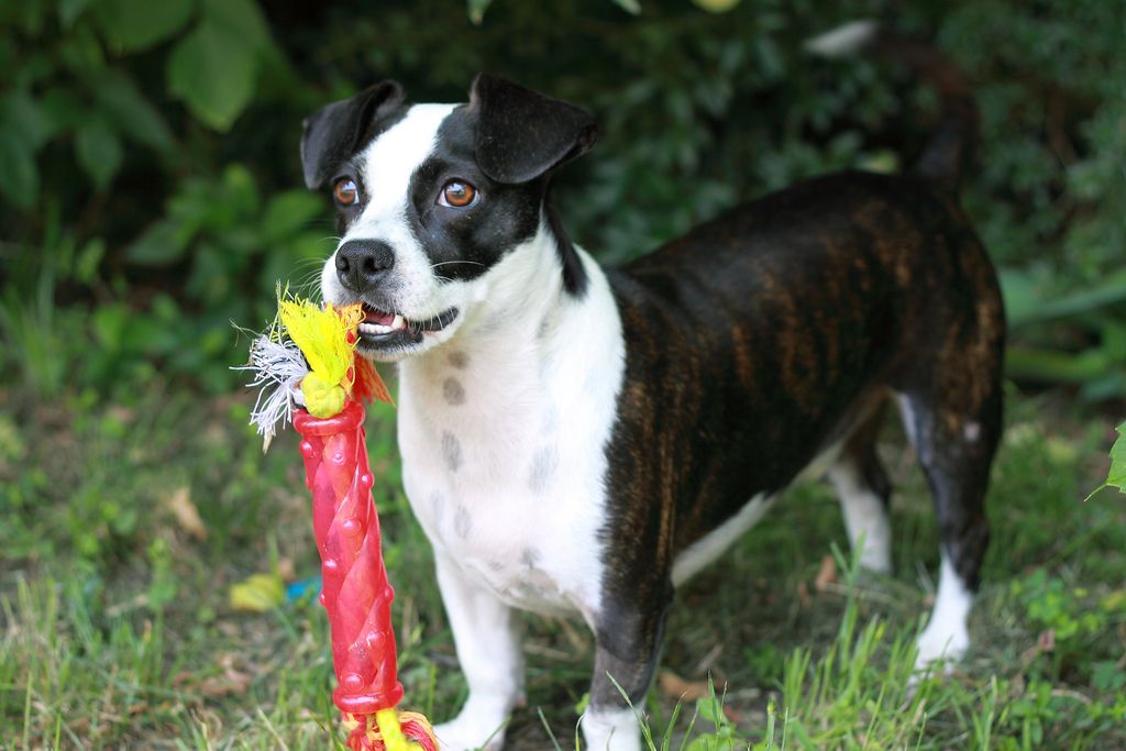 Dachshund Boston Terrier Mix Physical Traits