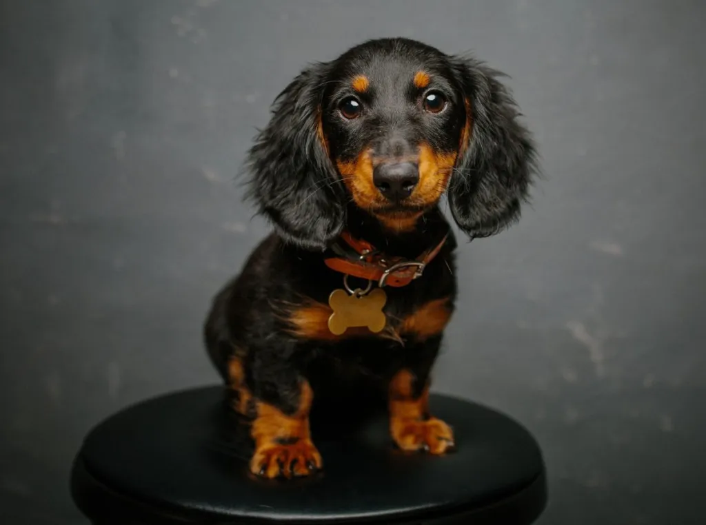 The Dachshund Dog