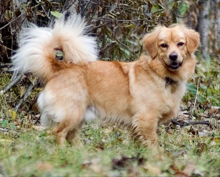 Dachshund Chow Chow Mix Origin