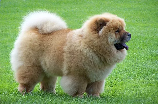 A Dachshund Chow Mix in Grass