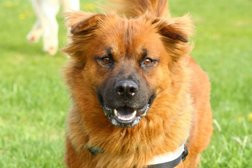 Chow Chow and Dachshund Mix with Golden Coat