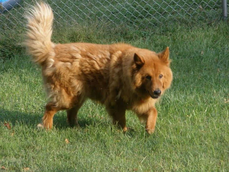 Chow Chow Dachshund Mix is Walking 