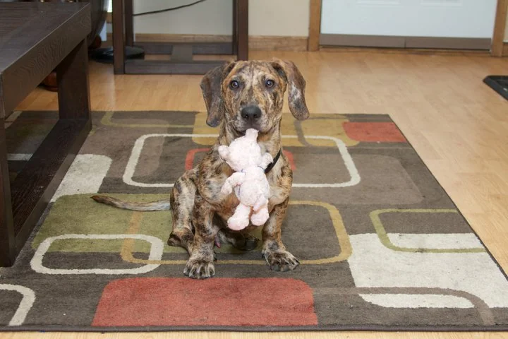 Dachshund Great Dane Mix Physical Traits