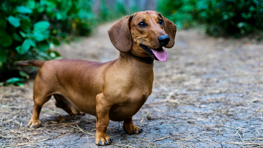 The Dachshund Breed