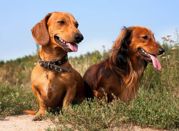 There are Two Papillon Dachshund Mix Dogs