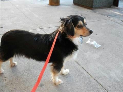 Black Papillon Dachshund Mix is walking in the Street