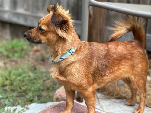 The Dachshund Papillon Mix 