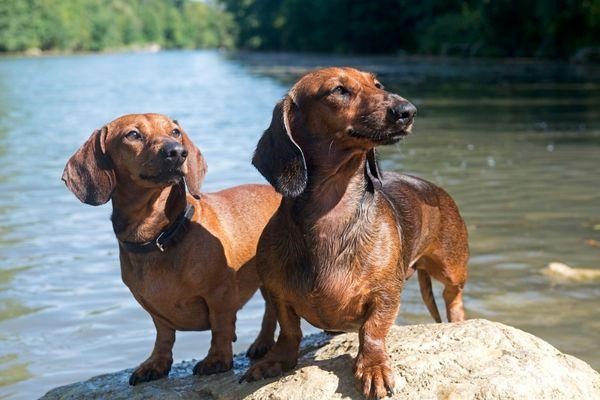 Why Dachshunds Are The Worst Breed 2