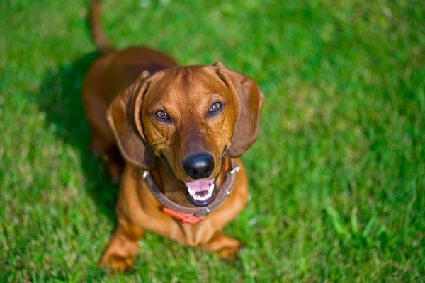 Why Dachshunds Are The Worst Breed 2