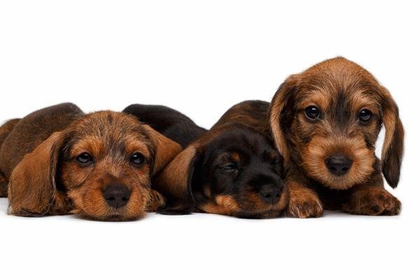 Why Dachshunds Are The Worst Breed 2