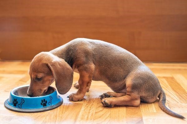 Why Dachshunds Are The Worst Breed 2