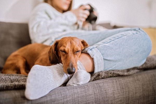 Why Dachshunds Are The Worst Breed 2