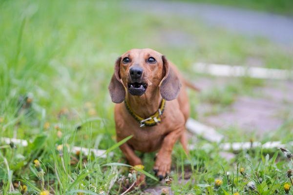 Why Dachshunds Are The Worst Breed 2