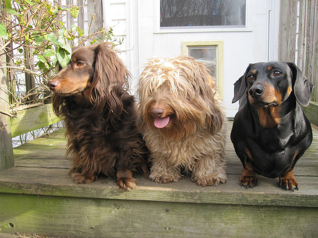 A Comprehensive Guide to Dachshunds The Long and Low of It