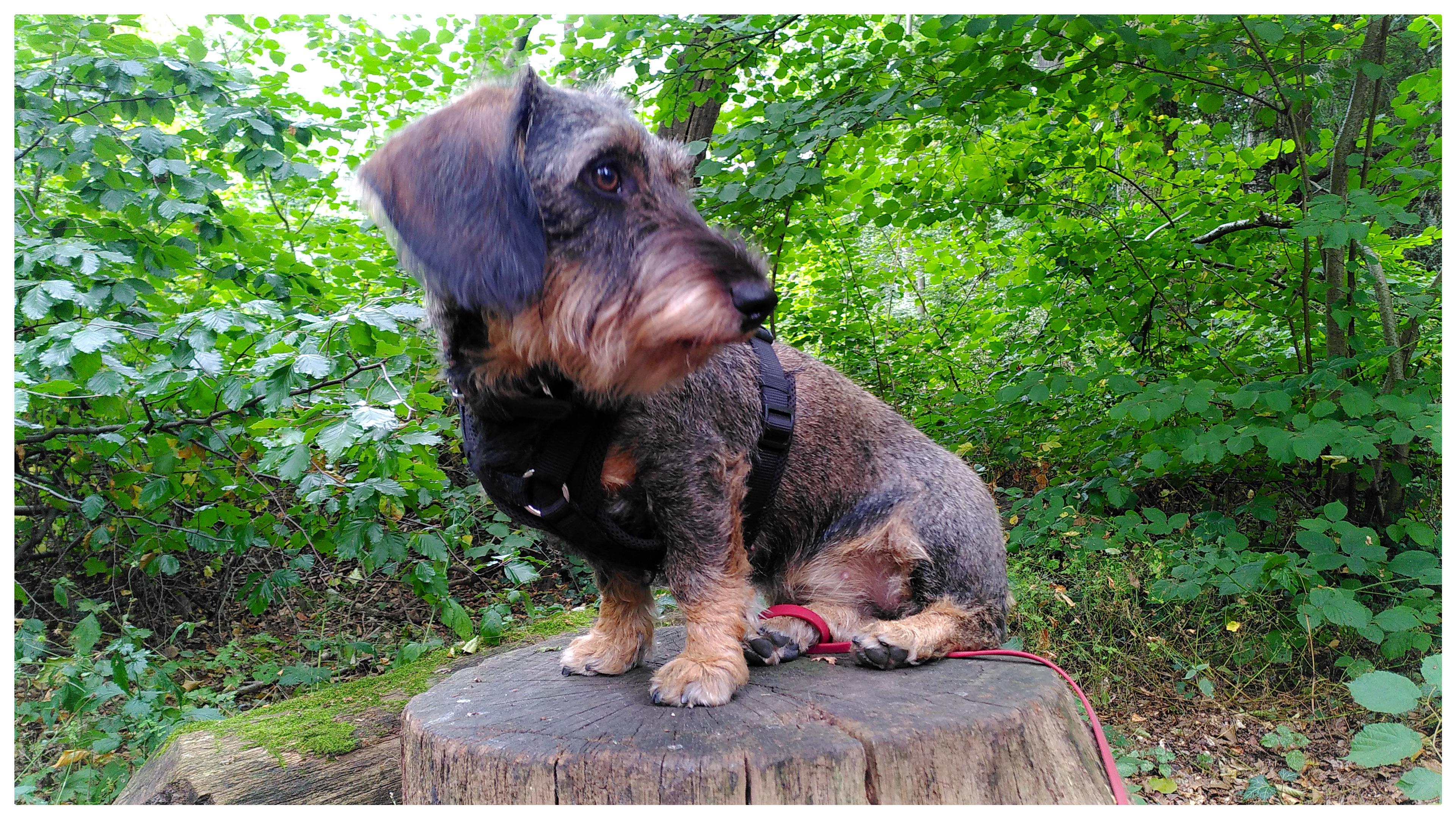 A Guide to the Wirehaired Dachshund A Spirited and Sturdy Companion