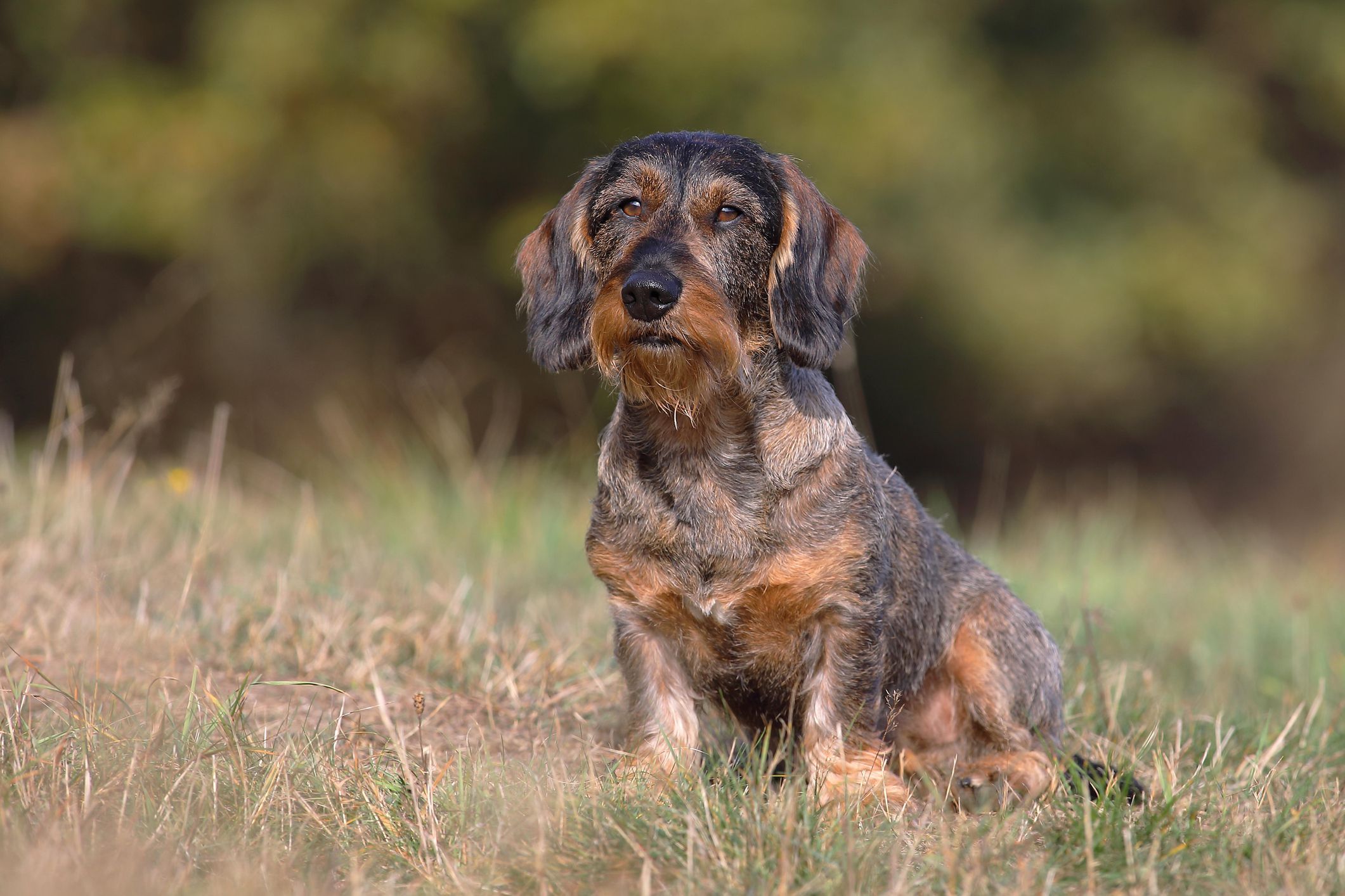 A Guide to the Wirehaired Dachshund A Spirited and Sturdy Companion