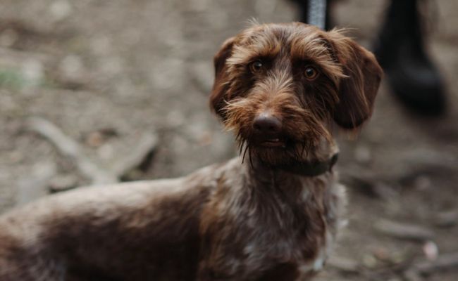 A Guide to the Wirehaired Dachshund A Spirited and Sturdy Companion