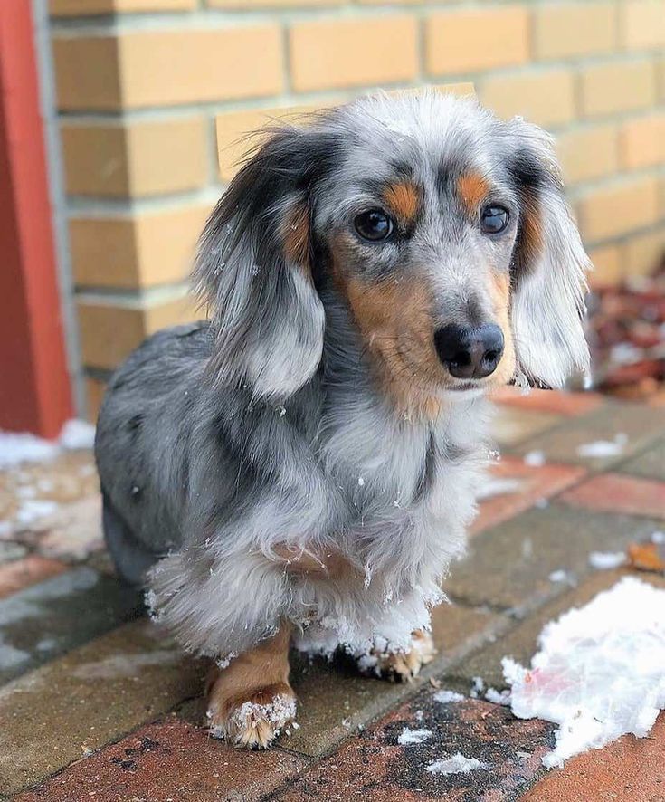 A Guide to the Wirehaired Dachshund A Spirited and Sturdy Companion