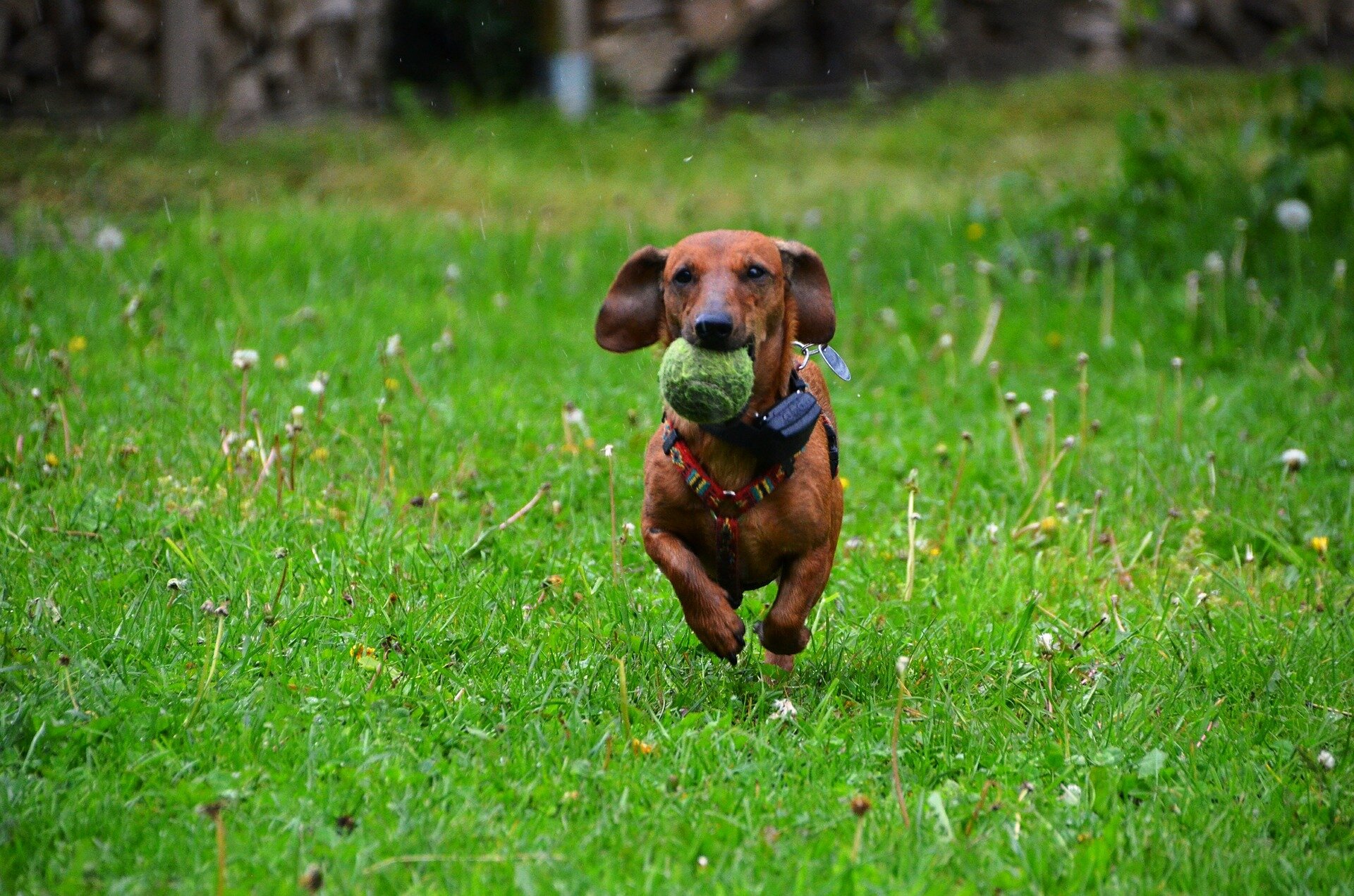 A Second Chance at Tail Wags A Deep Dive into Dachshund Rescue