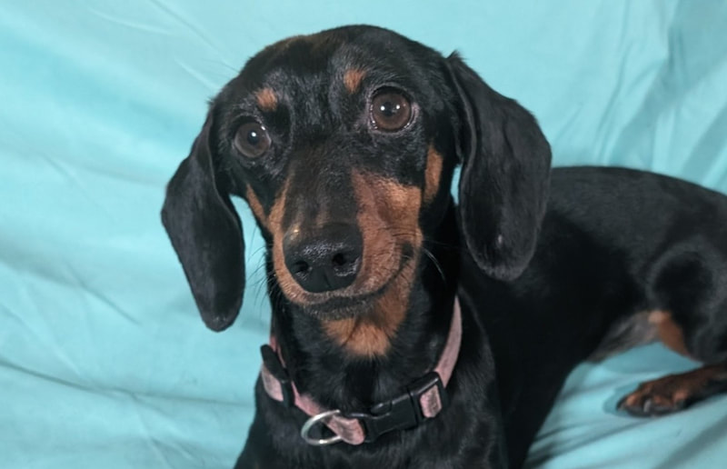 A Second Chance at Tail Wags A Deep Dive into Dachshund Rescue