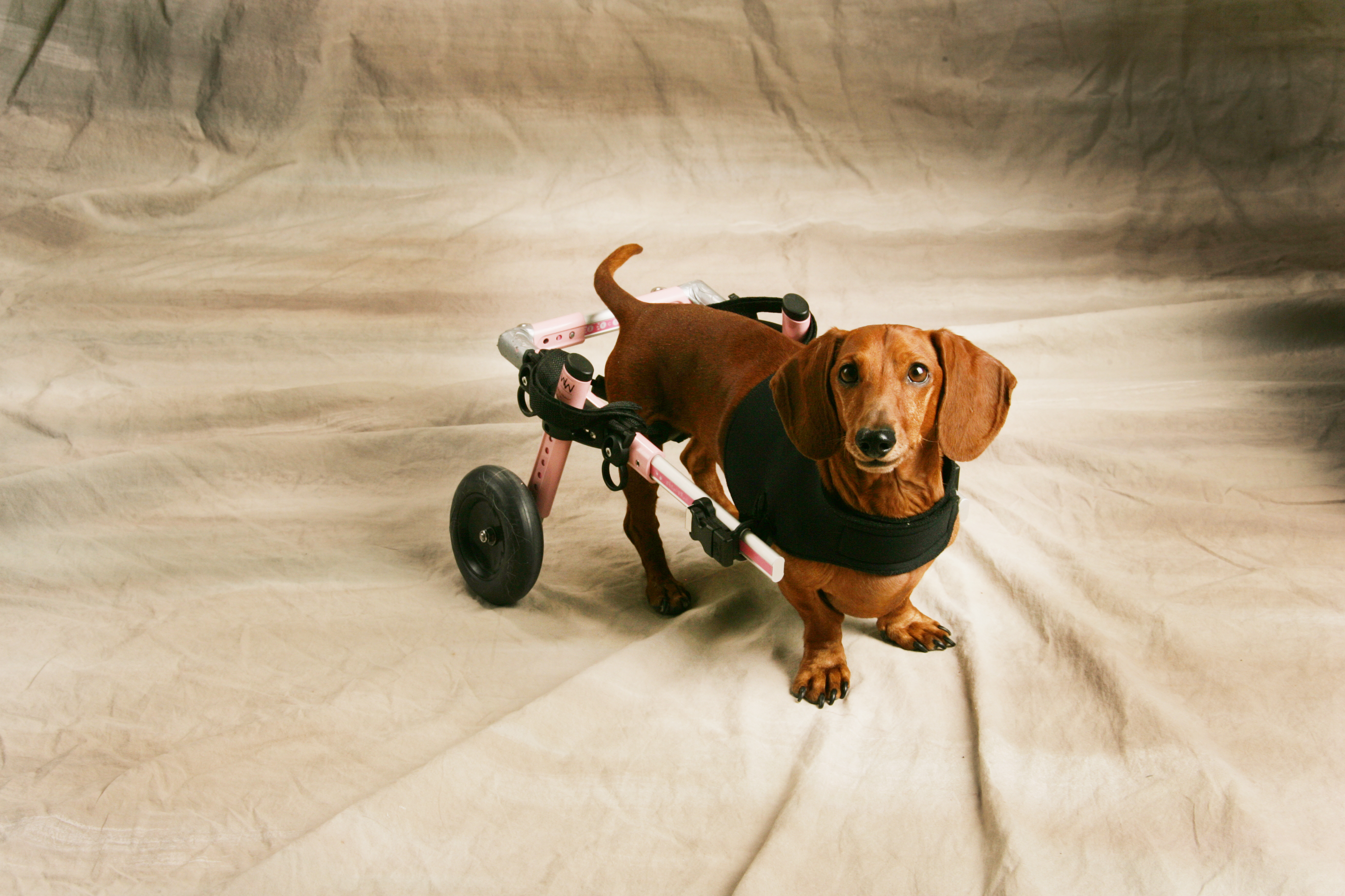 A Second Chance at Tail Wags A Deep Dive into Dachshund Rescue