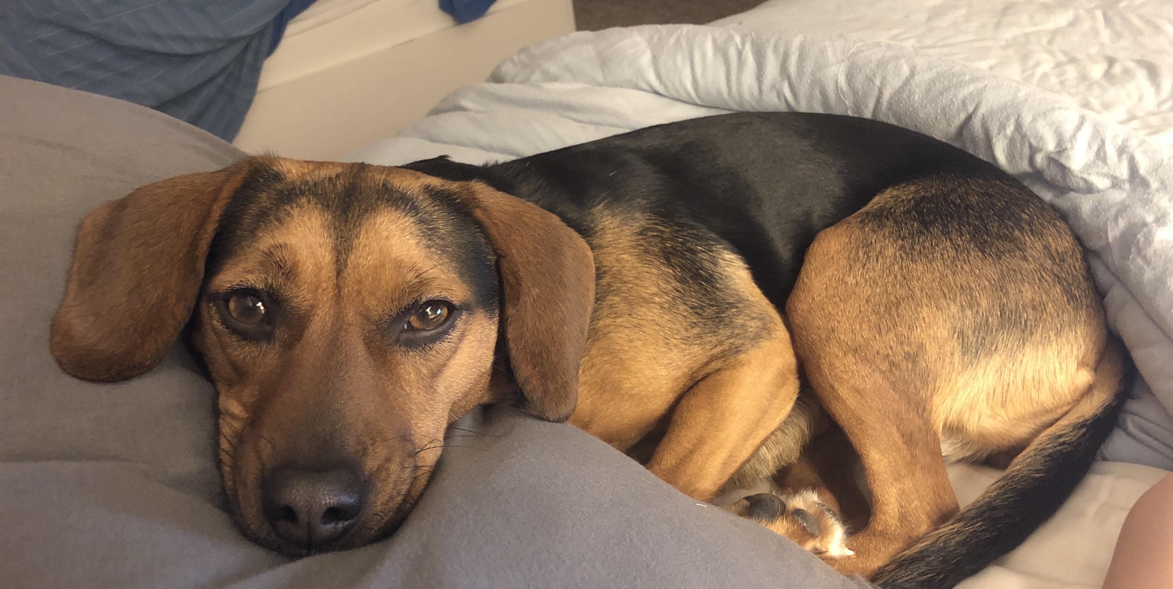 A Tail of Two Breeds Exploring the Beagle Dachshund Mix