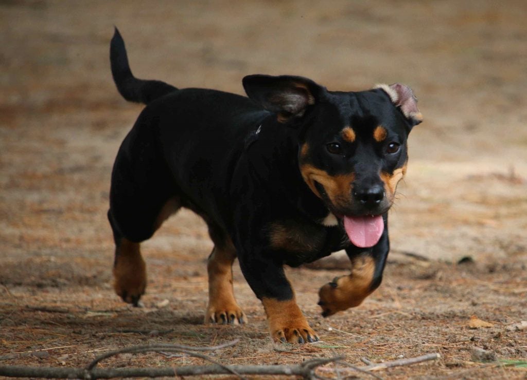 A Tail Wagging Tale Exploring the Dachshund Doberman Mix