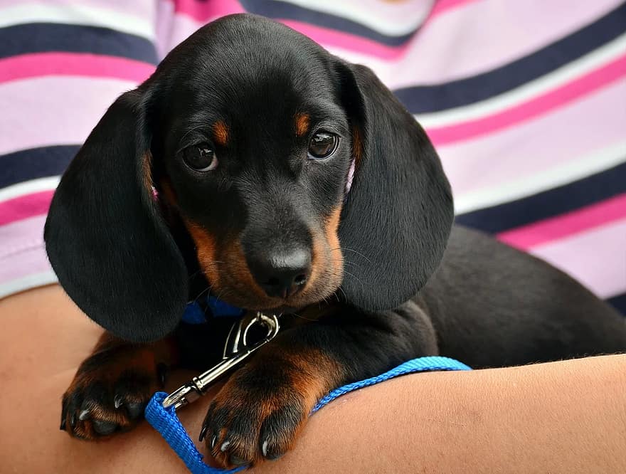 Are Dachshunds Good Family Dogs? A Comprehensive Guide To The Wurst (and Best) Sausage Dog