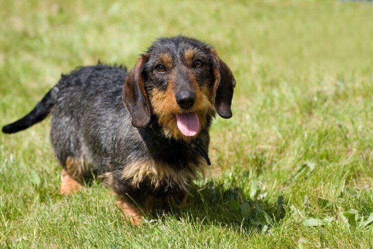 Are Dachshunds Good Family Dogs? A Comprehensive Guide To The Wurst (and Best) Sausage Dog