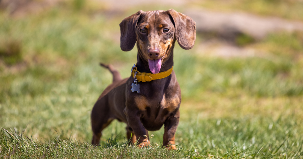 Are Dachshunds Hounds? Exploring Their Heritage and Traits