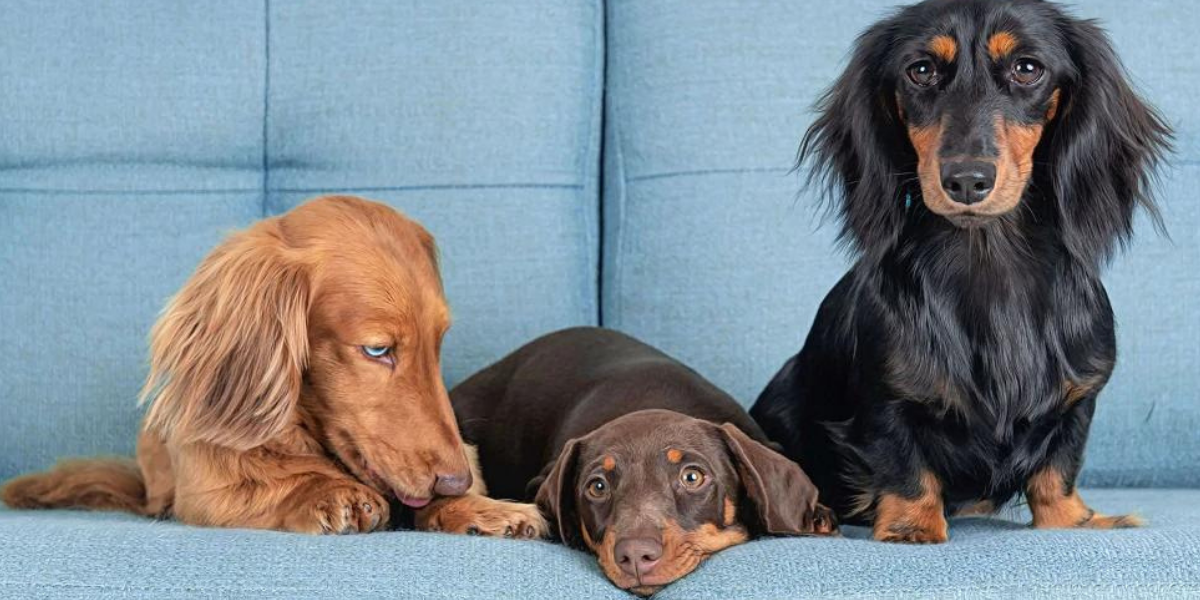 Are Dachshunds Hounds? Exploring Their Heritage and Traits