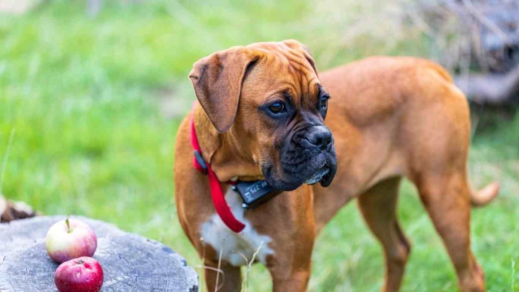 Boxer Dachshund Mix  This Unique Breed