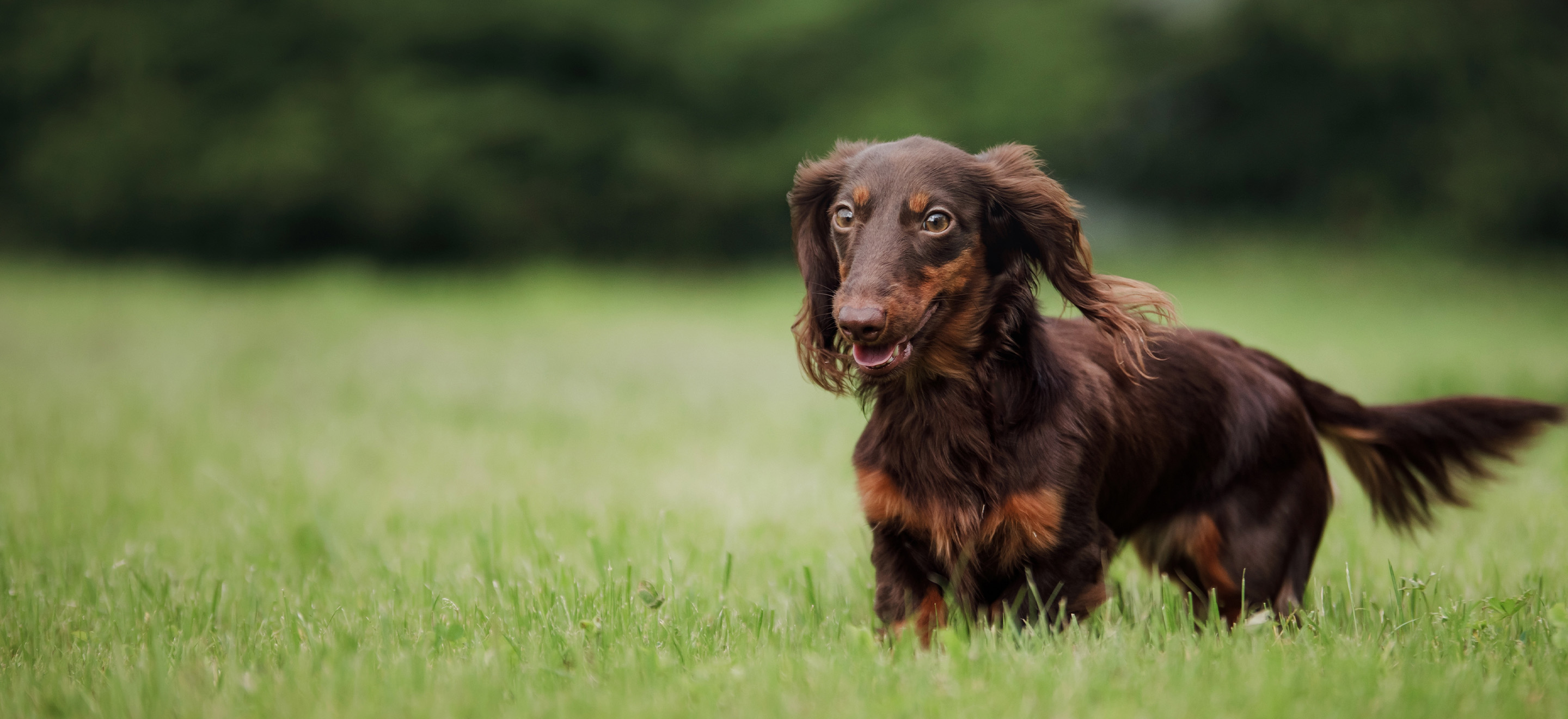 Boxer Dachshund Mix  This Unique Breed