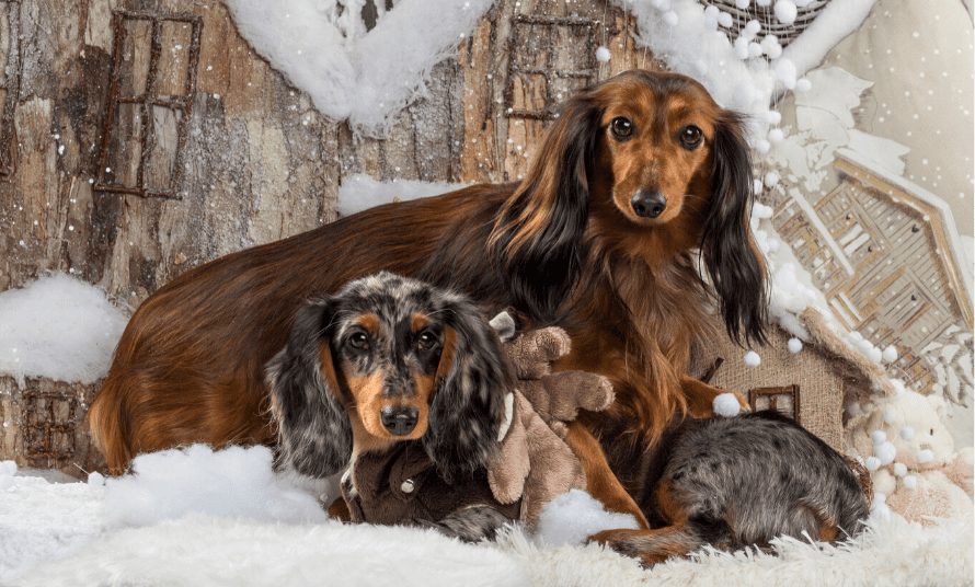 Brindle Dachshunds A Unique and Striking Breed