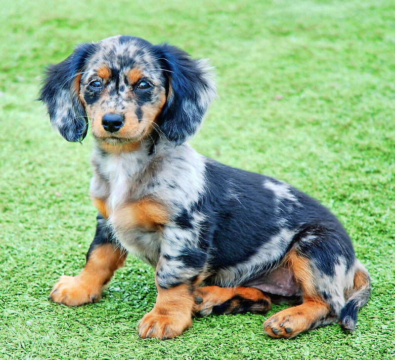 Brindle Dachshunds A Unique and Striking Breed