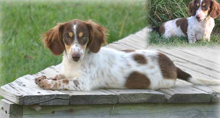 Brindle Dachshunds A Unique and Striking Breed