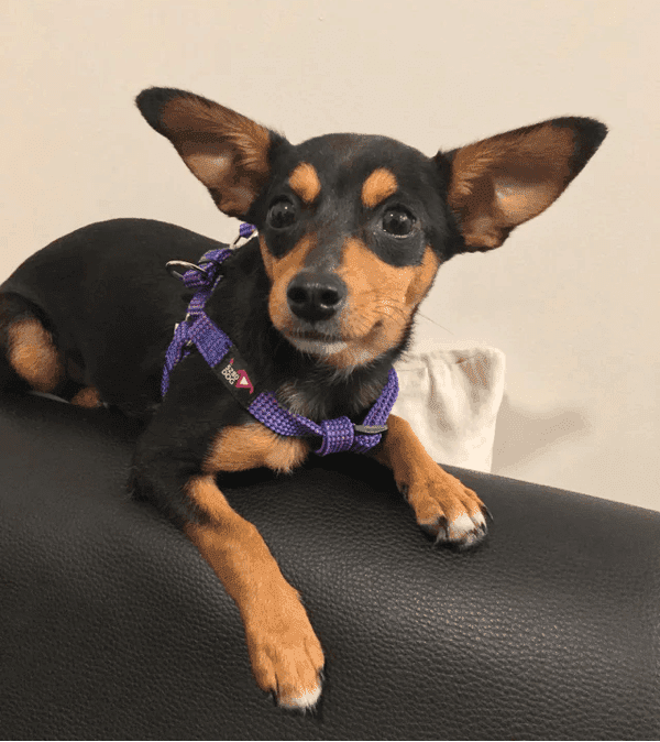 Chihuahua Dachshund Mixes Everything You Need to Know