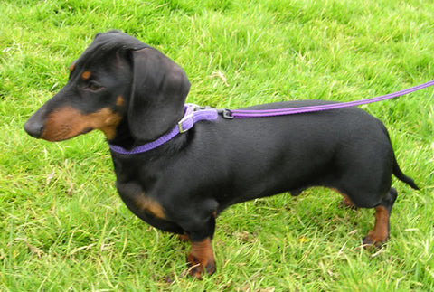 Dachshund Breed History A Journey Through Time