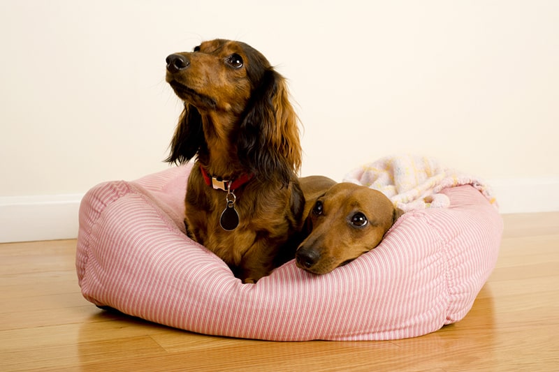 Dachshund Breed History A Journey Through Time