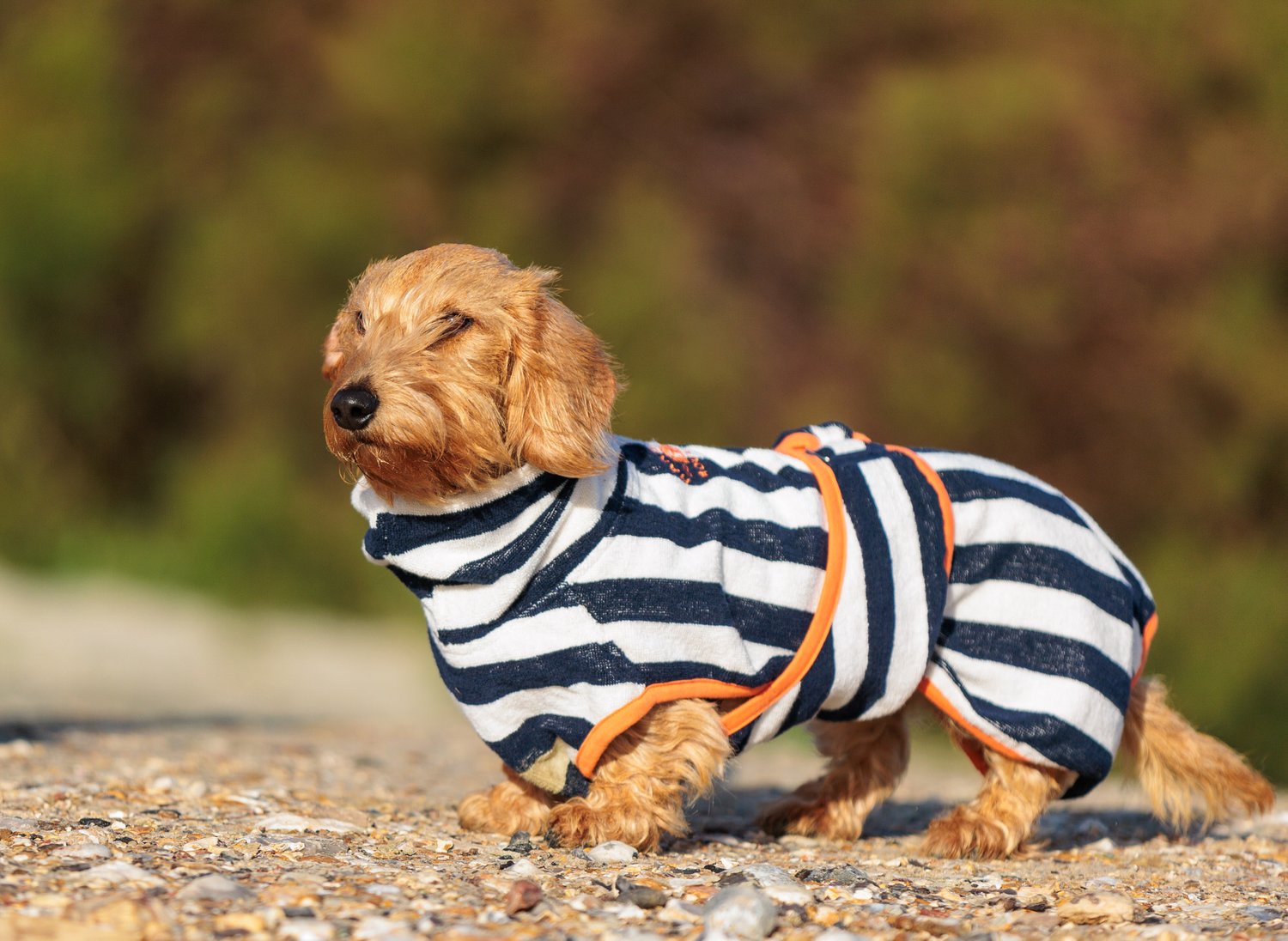 Dachshund Breeds A Comprehensive Guide