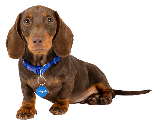 Dachshund Breeds A Comprehensive Guide