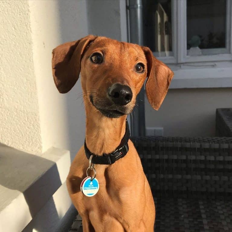 Dachshund Breeds A Comprehensive Guide